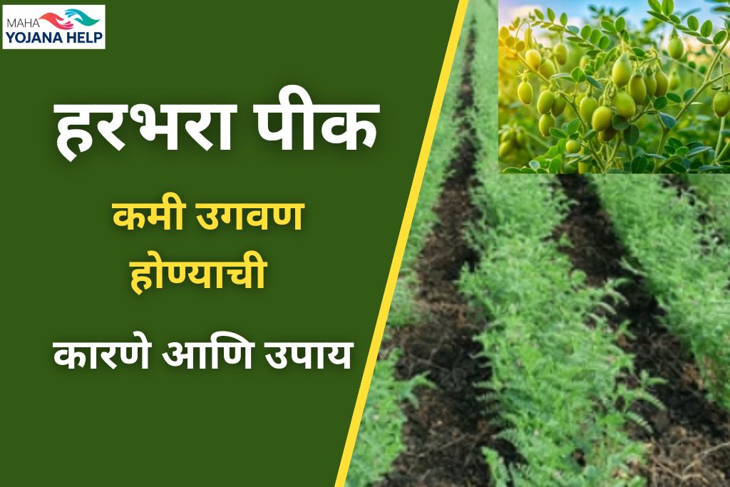 हरभरा