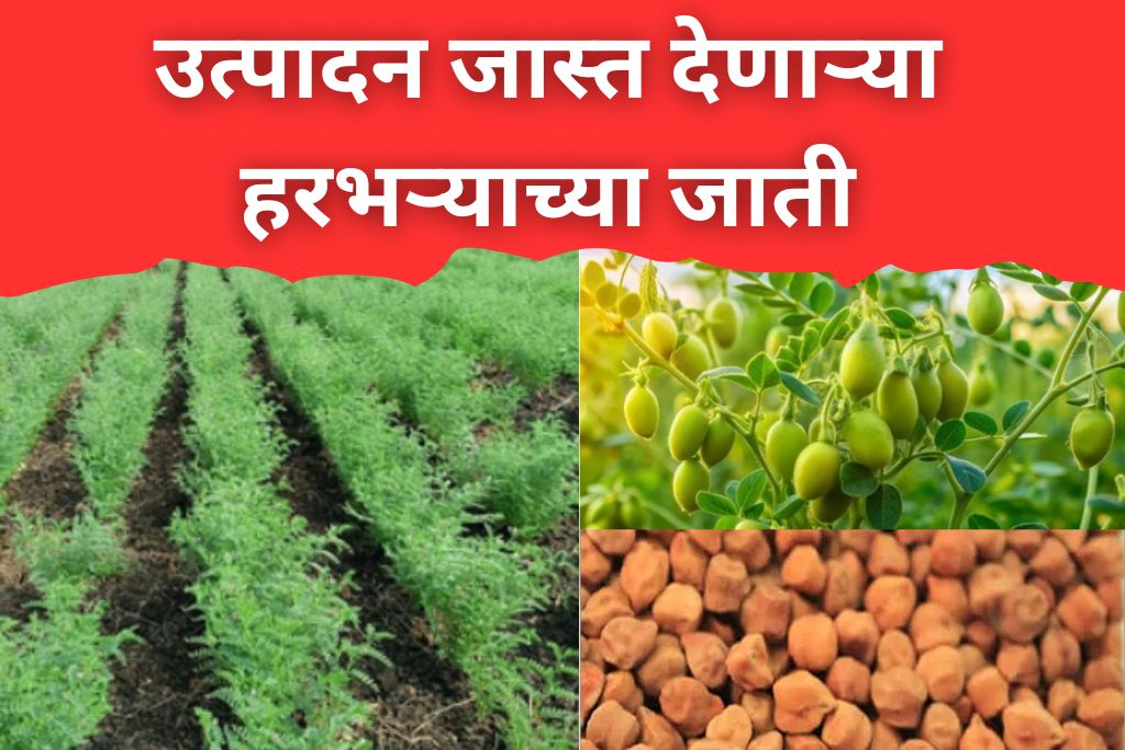 हरभरा