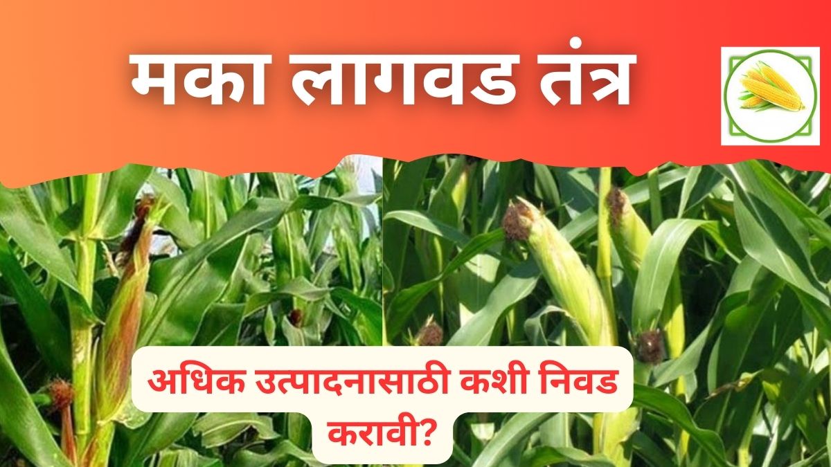 मका