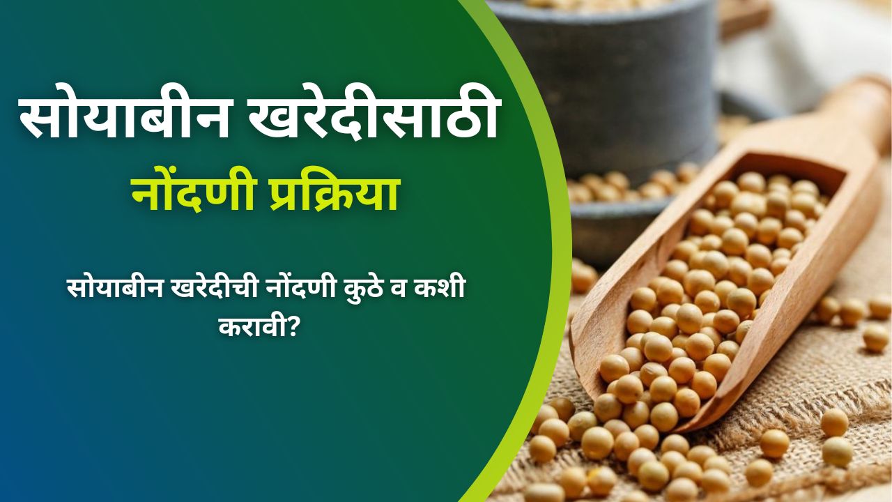 सोयाबीन