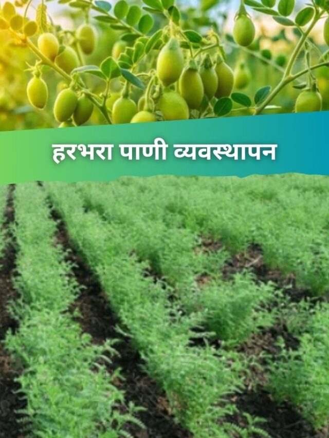 हरभरा पाणी व्यवस्थापन: योग्य ओलावा आणि सिंचनासाठी टिप्स