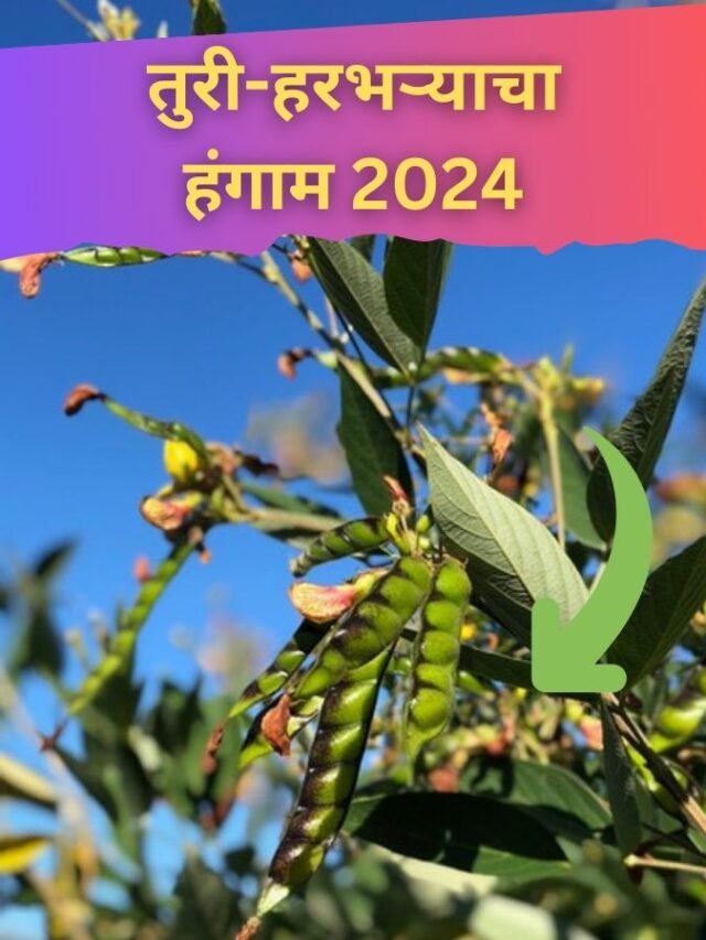 तुरी-हरभऱ्याचा हंगाम 2024: उत्पादन, दर आणि बाजारातील अंदाज