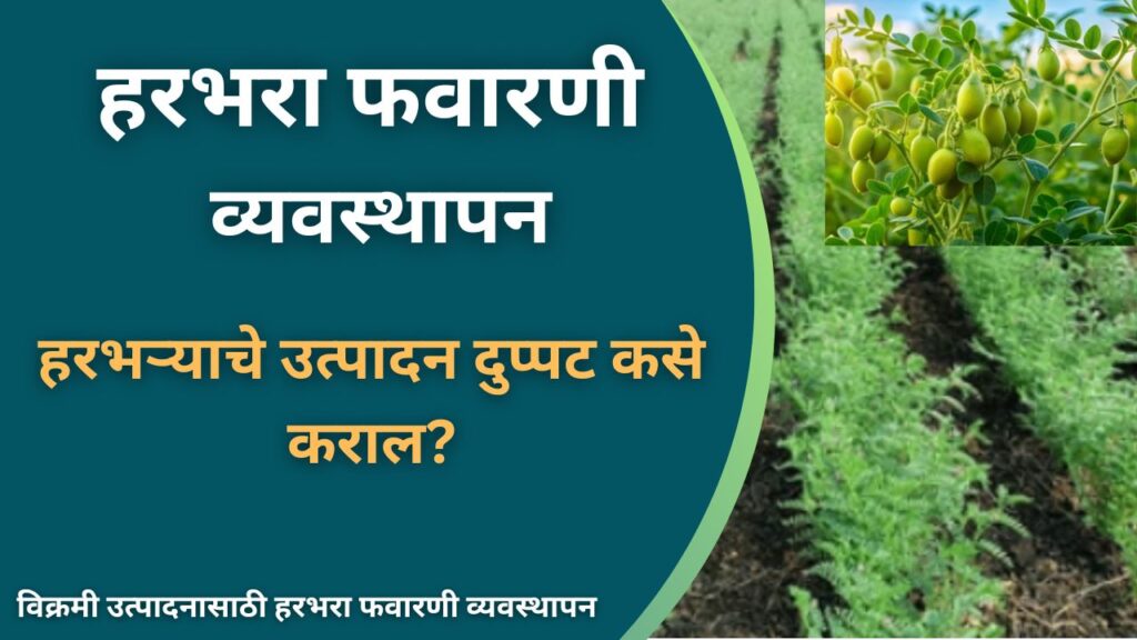 हरभरा फवारणी व्यवस्थापन