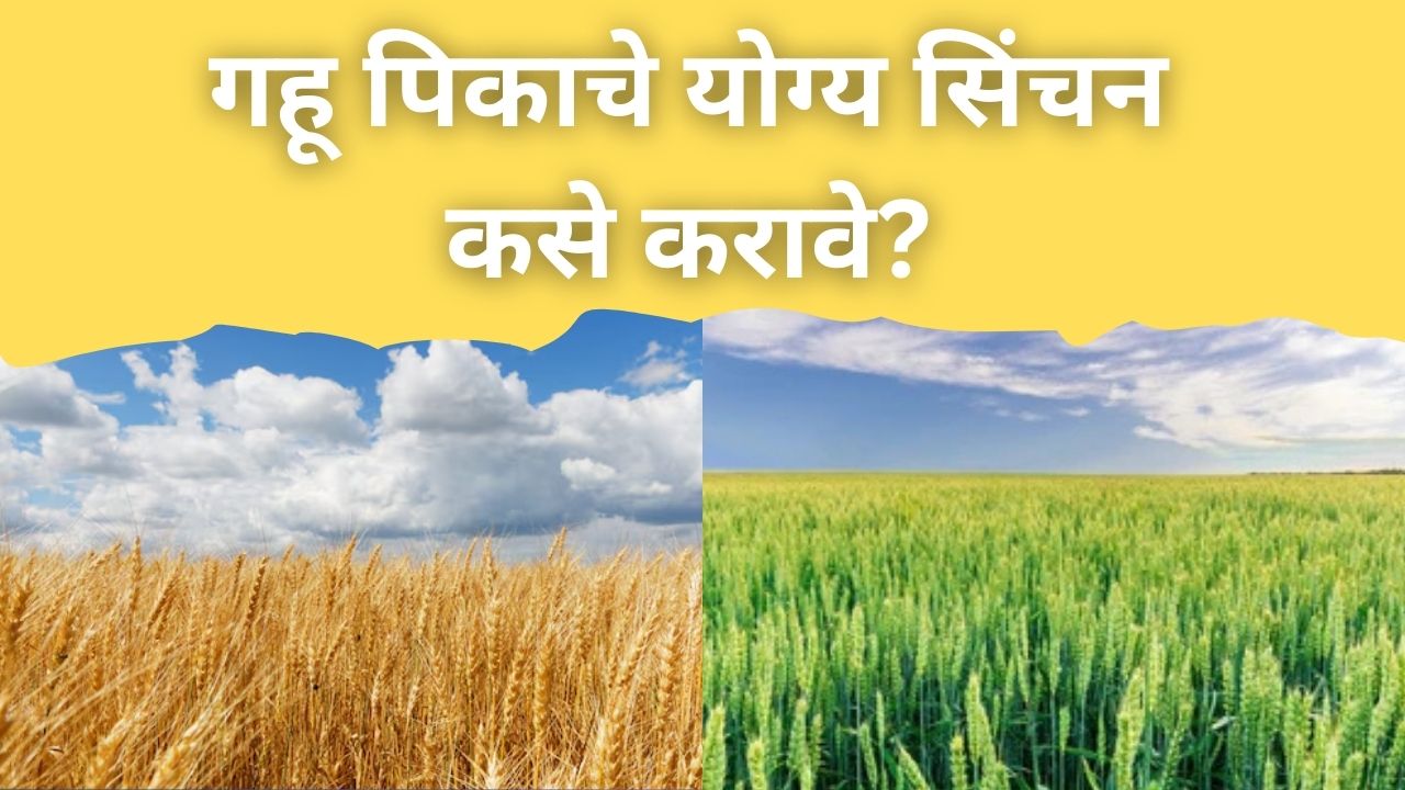 गहू पिकाचे योग्य सिंचन कसे करावे? तज्ज्ञांचा सल्ला जाणून घ्या