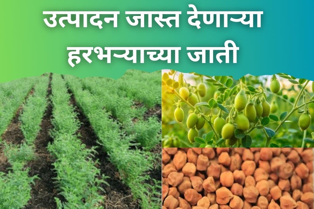 हरभरा