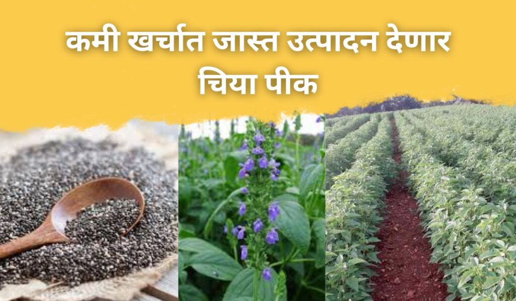 Chia